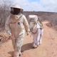 Image for article titled The World's First Beekeeping Donkey Is Sort of Adorable